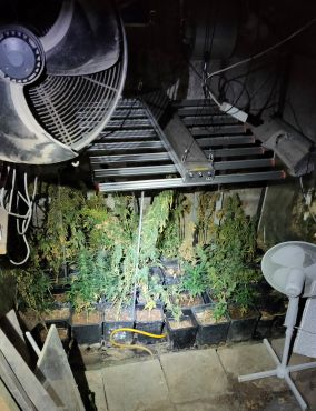 Drogenplantage mit zahlreichen Marihuanapflanzen in Alfter